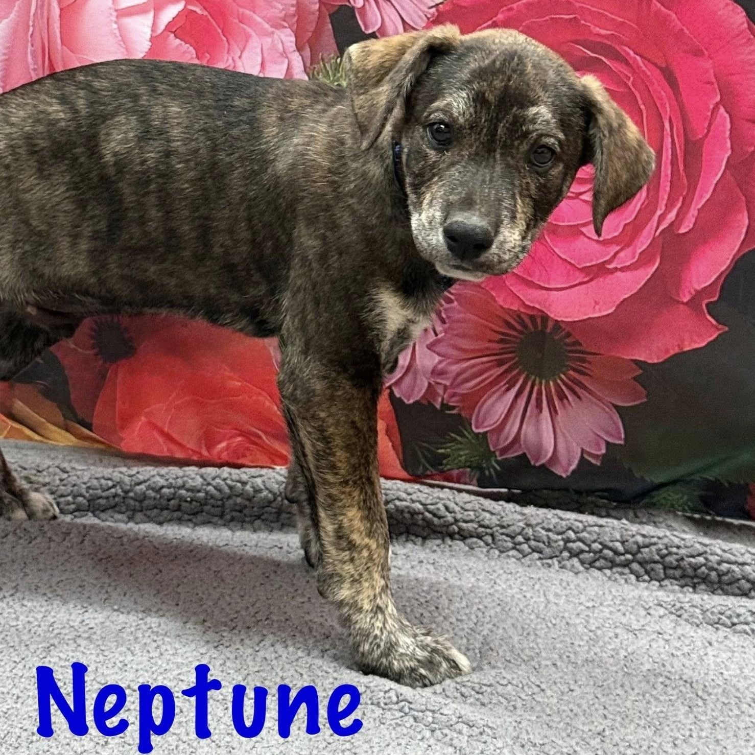 Enlarge Neptune, a Adoptable Mixed Breed in Albany, NY image 1/2