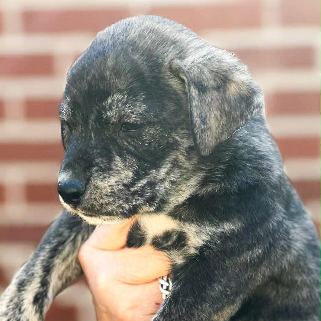 Enlarge Neptune, a Adoptable Mixed Breed in Albany, NY image 2/2