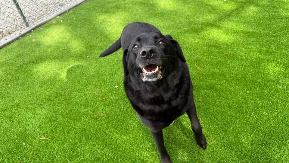 Enlarge 2025-04-225 *Angel*, a Adoptable Labrador Retriever in Winder, GA image 1/2