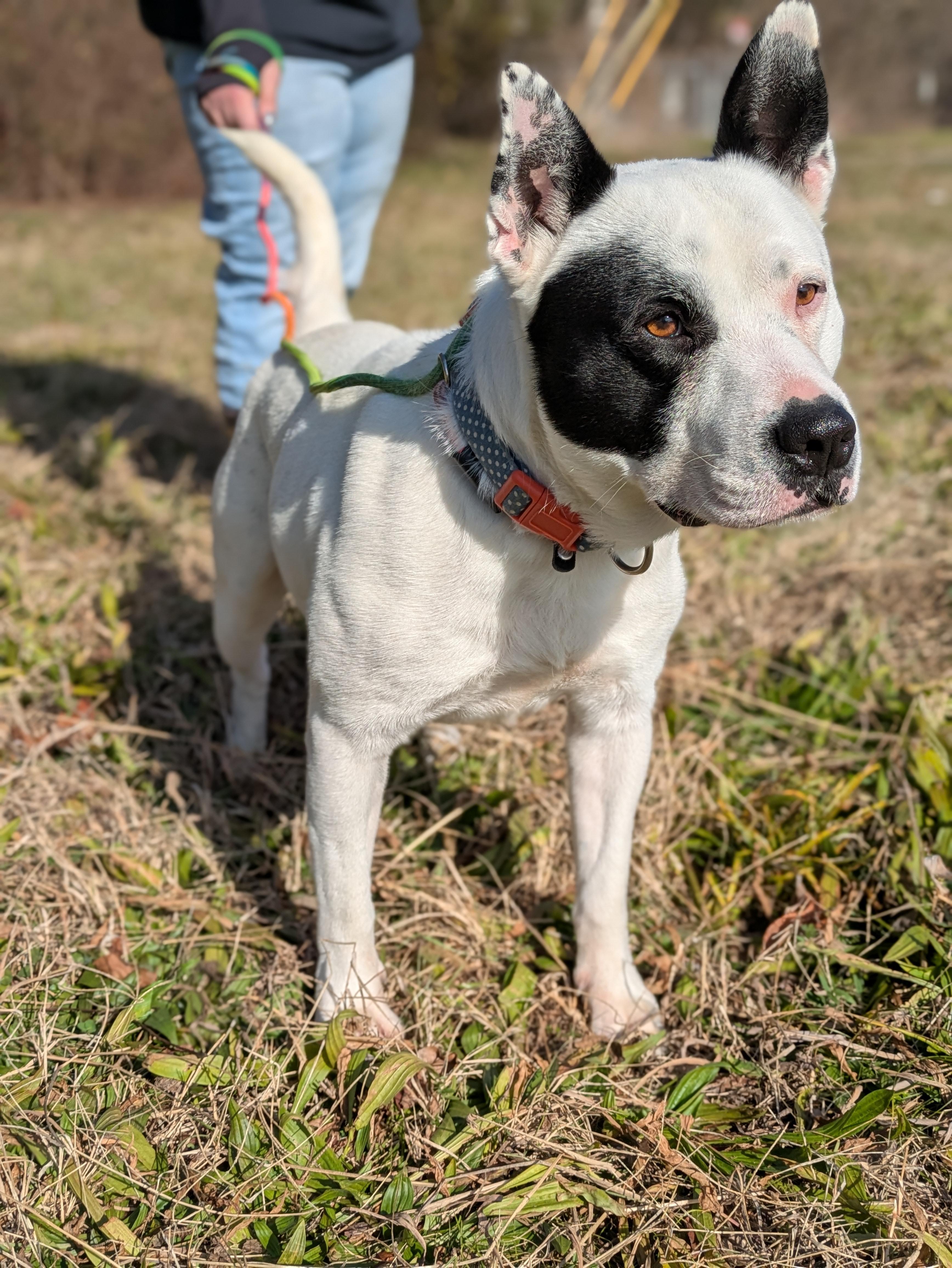 Enlarge Casper, a Adoptable Mixed Breed in Huntsville, AL image 5/5