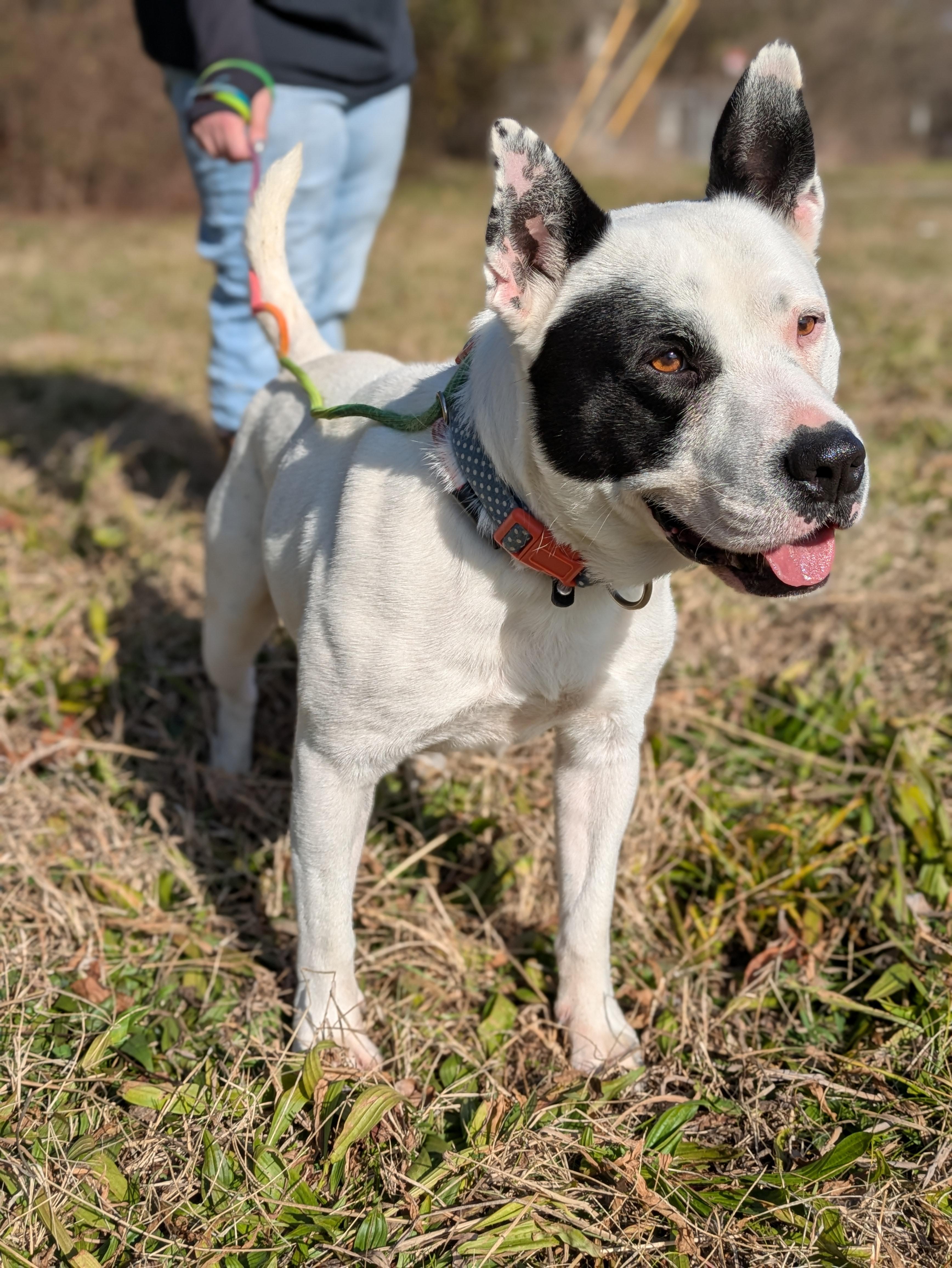 Enlarge Casper, a Adoptable Mixed Breed in Huntsville, AL image 4/5