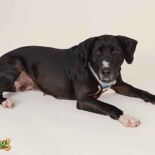 Enlarge Maggie 5650 D, a Adoptable mixed breed in Frankfort, KY image 1/5