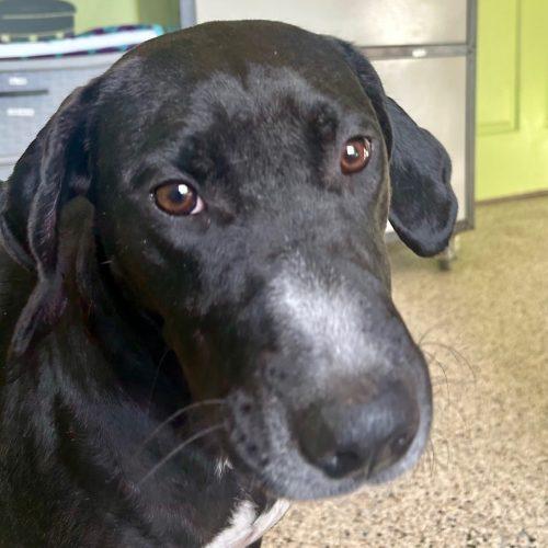 Enlarge Maggie 5650 D, a Adoptable mixed breed in Frankfort, KY image 2/5