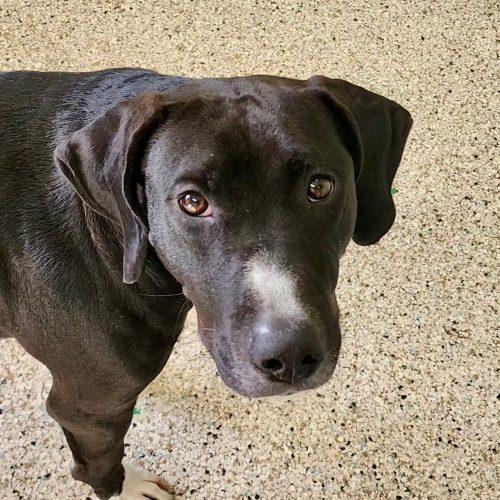 Enlarge Maggie 5650 D, a Adoptable mixed breed in Frankfort, KY image 3/5