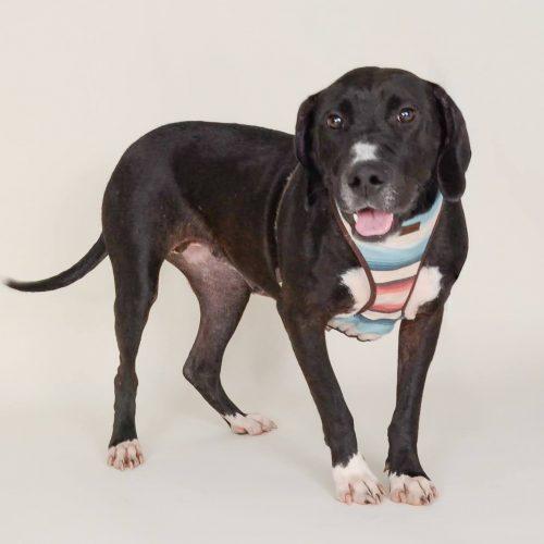 Enlarge Maggie 5650 D, a Adoptable mixed breed in Frankfort, KY image 4/5