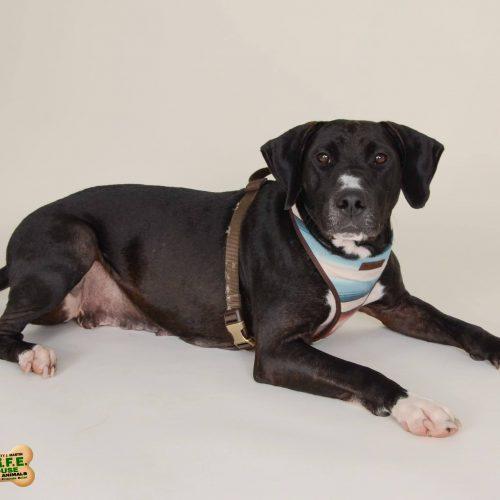 Enlarge Maggie 5650 D, a Adoptable mixed breed in Frankfort, KY image 5/5