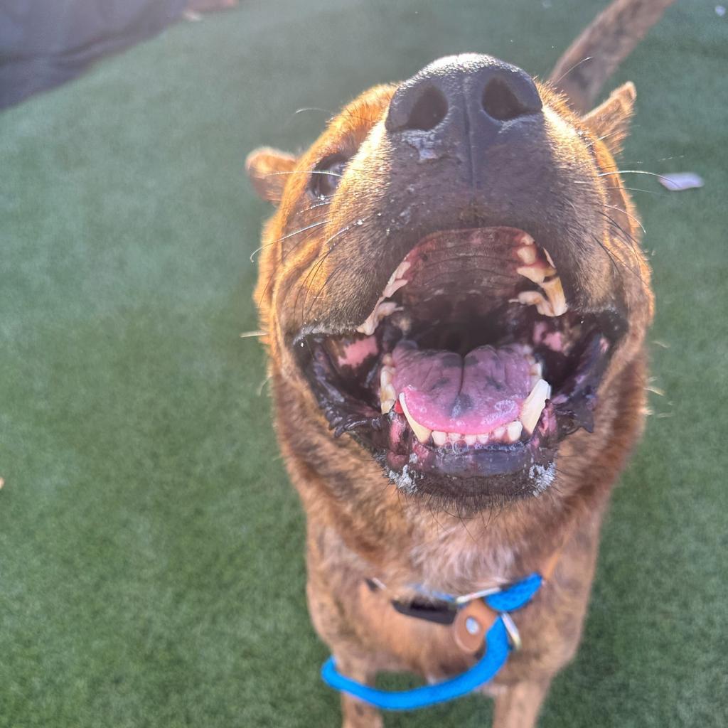 Enlarge Glitter (Tigger), a Adoptable American Staffordshire Terrier in Apache Junction, AZ image 2/6