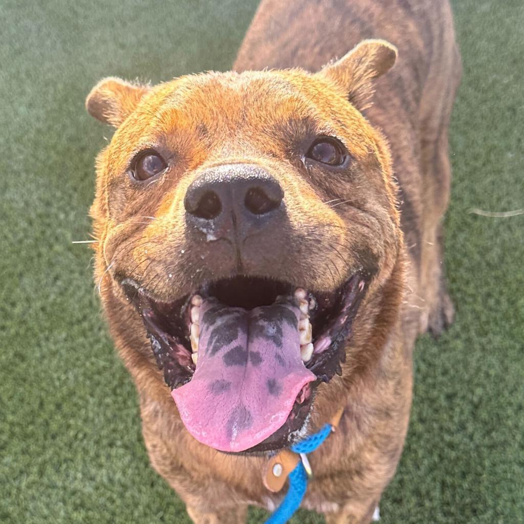Enlarge Glitter (Tigger), a Adoptable American Staffordshire Terrier in Apache Junction, AZ image 4/6