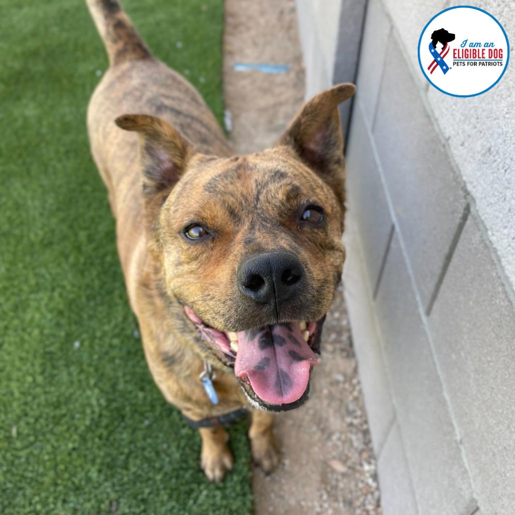 Enlarge Glitter (Tigger), a Adoptable American Staffordshire Terrier in Apache Junction, AZ image 5/6