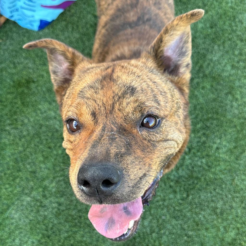 Enlarge Glitter (Tigger), a Adoptable American Staffordshire Terrier in Apache Junction, AZ image 6/6