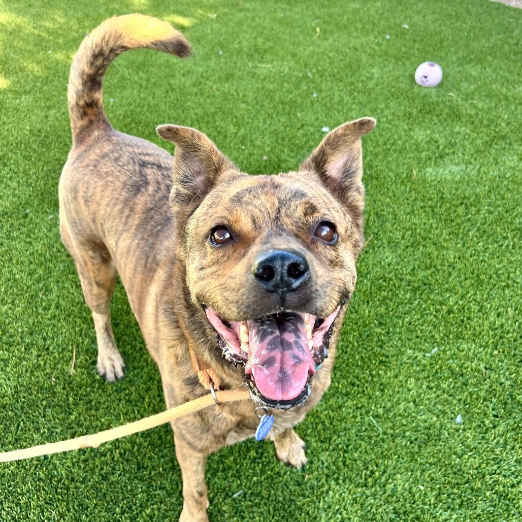 Glitter (Tigger), a Adoptable American Staffordshire Terrier in Apache Junction, AZ image 6/6