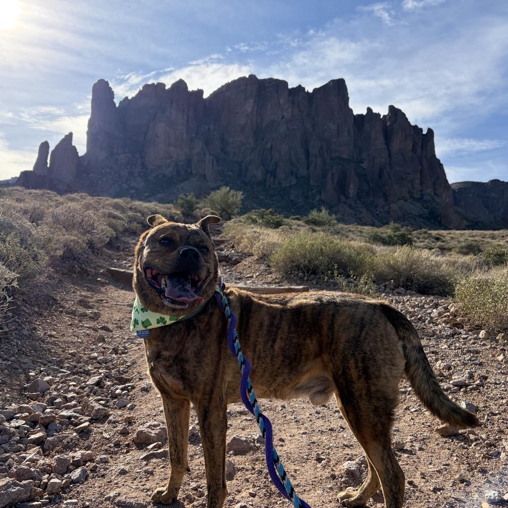 Enlarge Glitter (Tigger), a Adoptable American Staffordshire Terrier in Apache Junction, AZ image 6/6