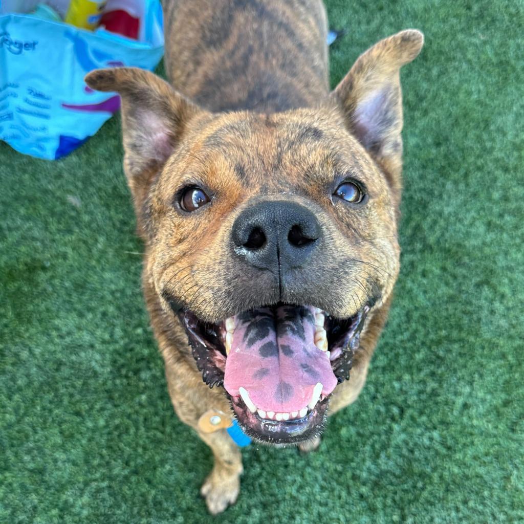 Glitter (Tigger), a Adoptable American Staffordshire Terrier in Apache Junction, AZ image 3/6