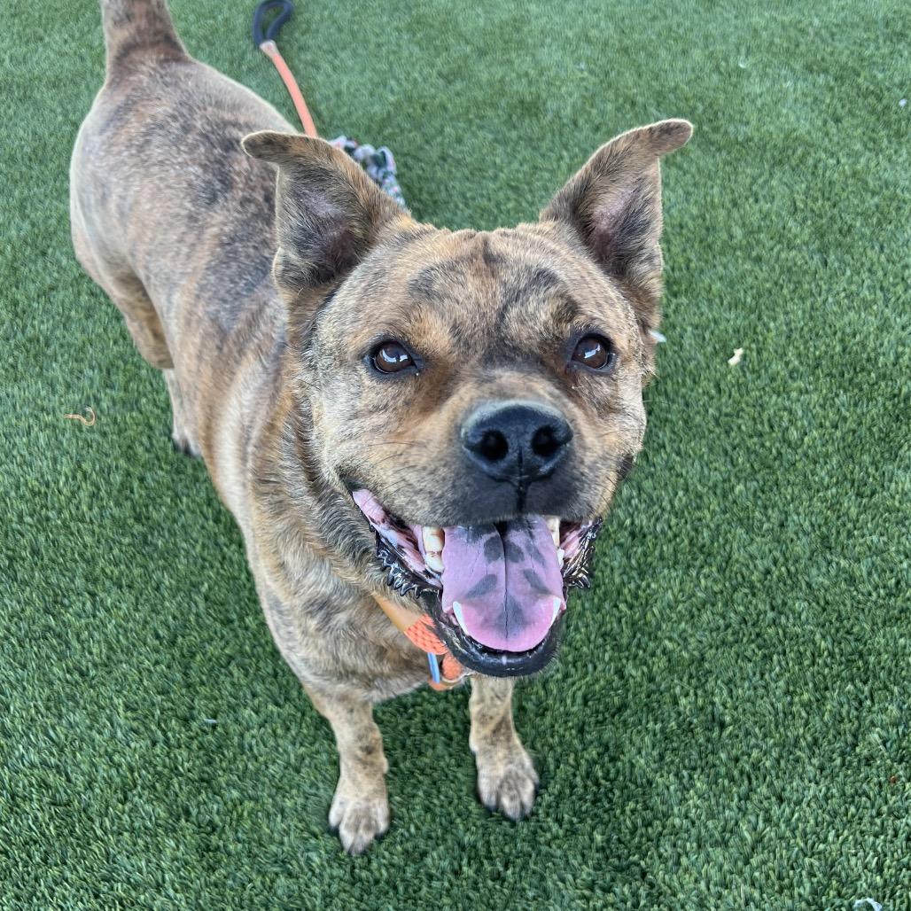 Enlarge Glitter (Tigger), a Adoptable American Staffordshire Terrier in Apache Junction, AZ image 6/6