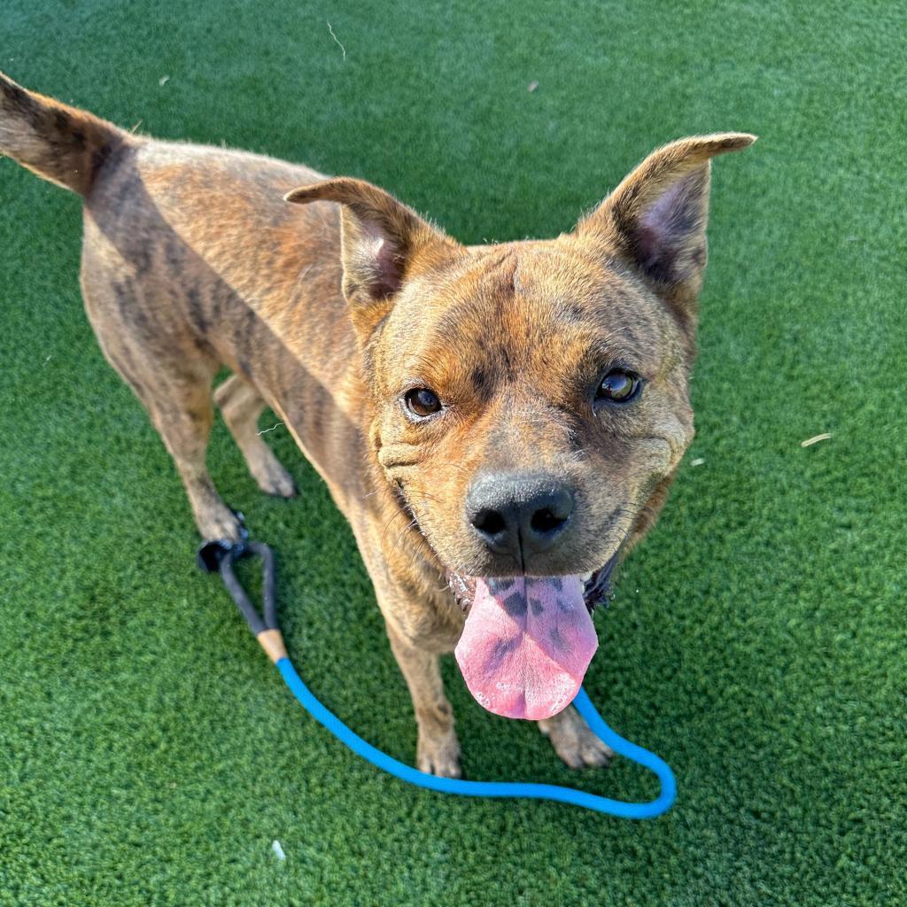 Glitter (Tigger), a Adoptable American Staffordshire Terrier in Apache Junction, AZ image 6/6