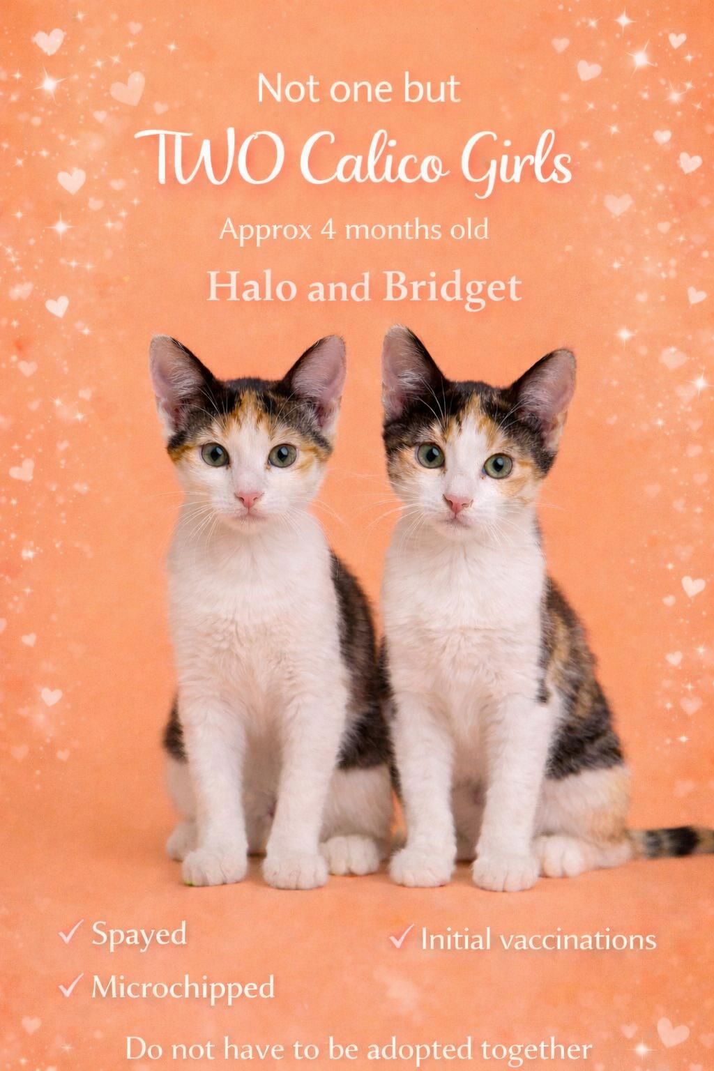 Enlarge HALO AND BRIDGET (LOCATED AT PETSMART NORTHWEST RENO), a ADOPTABLE mixed breed in Reno, NV image 1/1