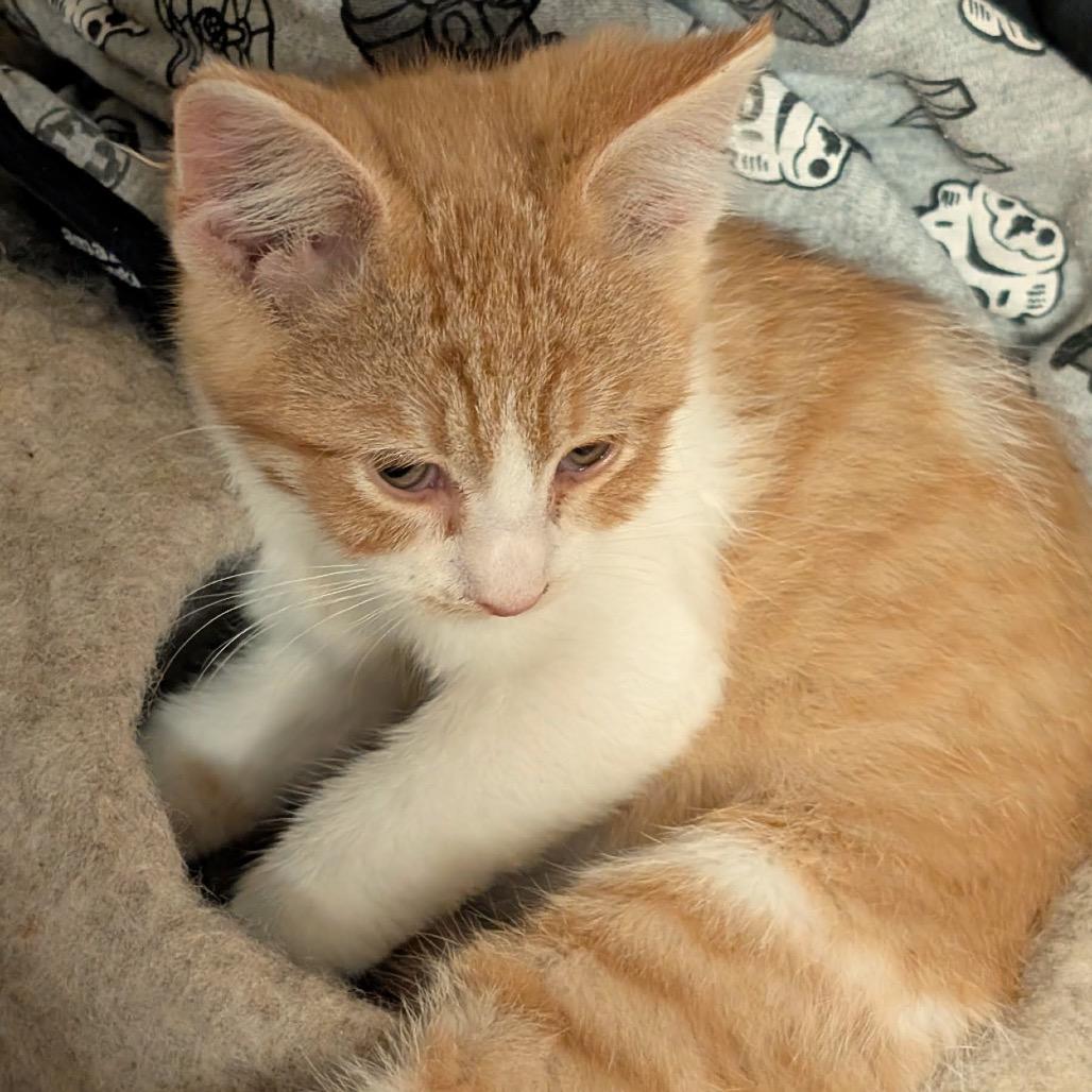 Jedi C12845, Adoptable, Kitten Male Domestic Short Hair.