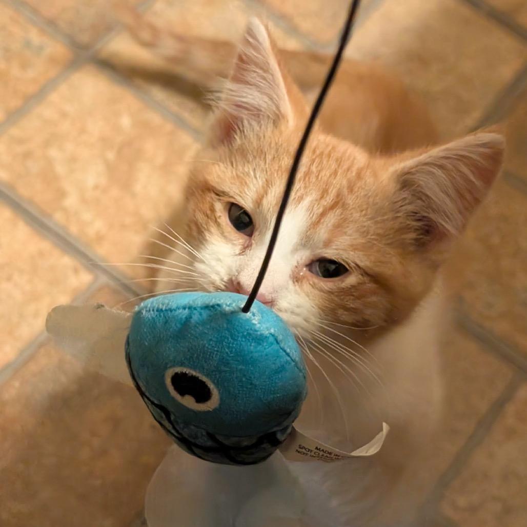 Enlarge Jedi C12845, a Adoptable Domestic Short Hair in Princeton, MN image 2/3