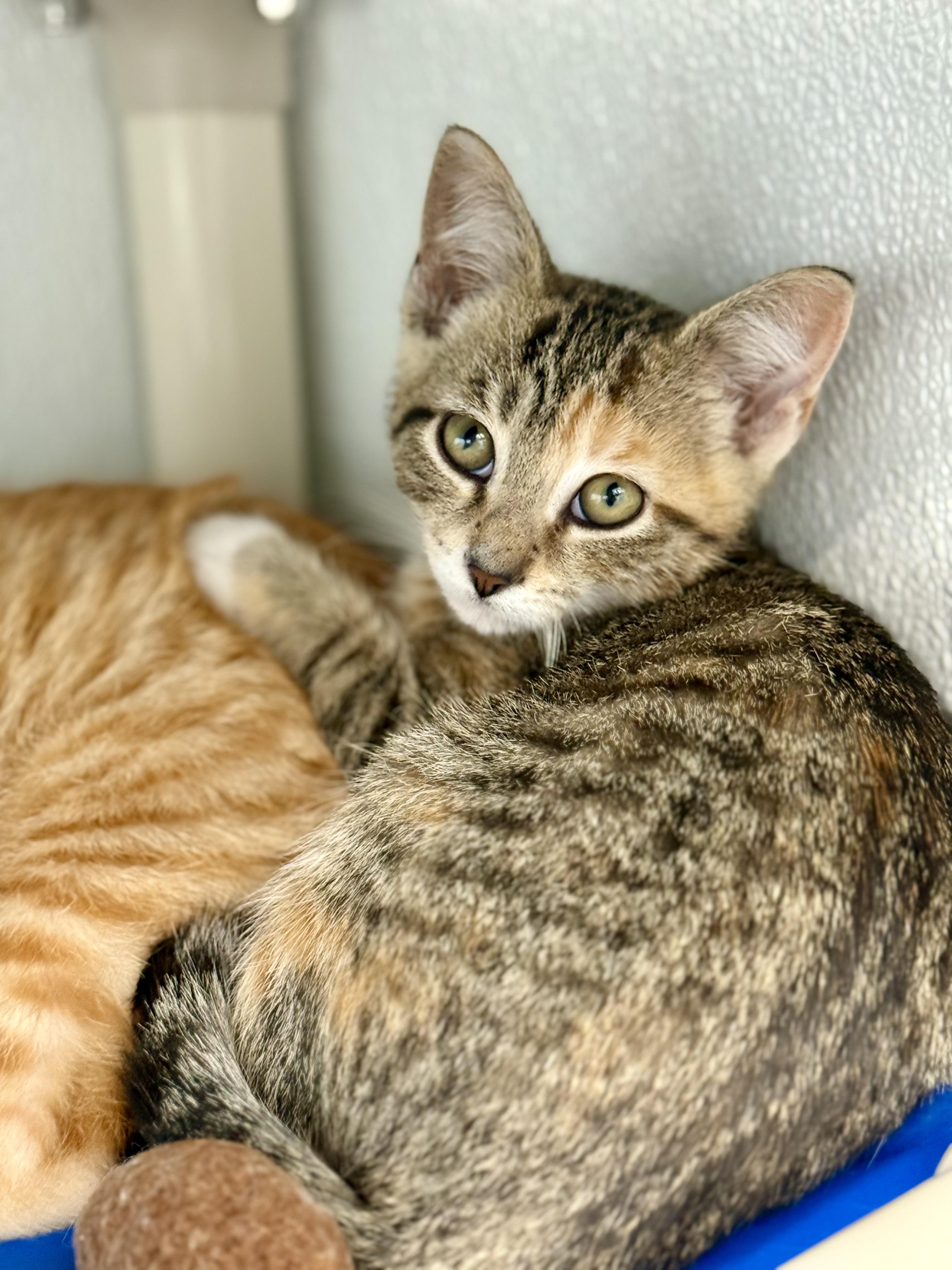 Enlarge Agnes, a ADOPTABLE Domestic Short Hair in Kalamazoo, MI image 2/6