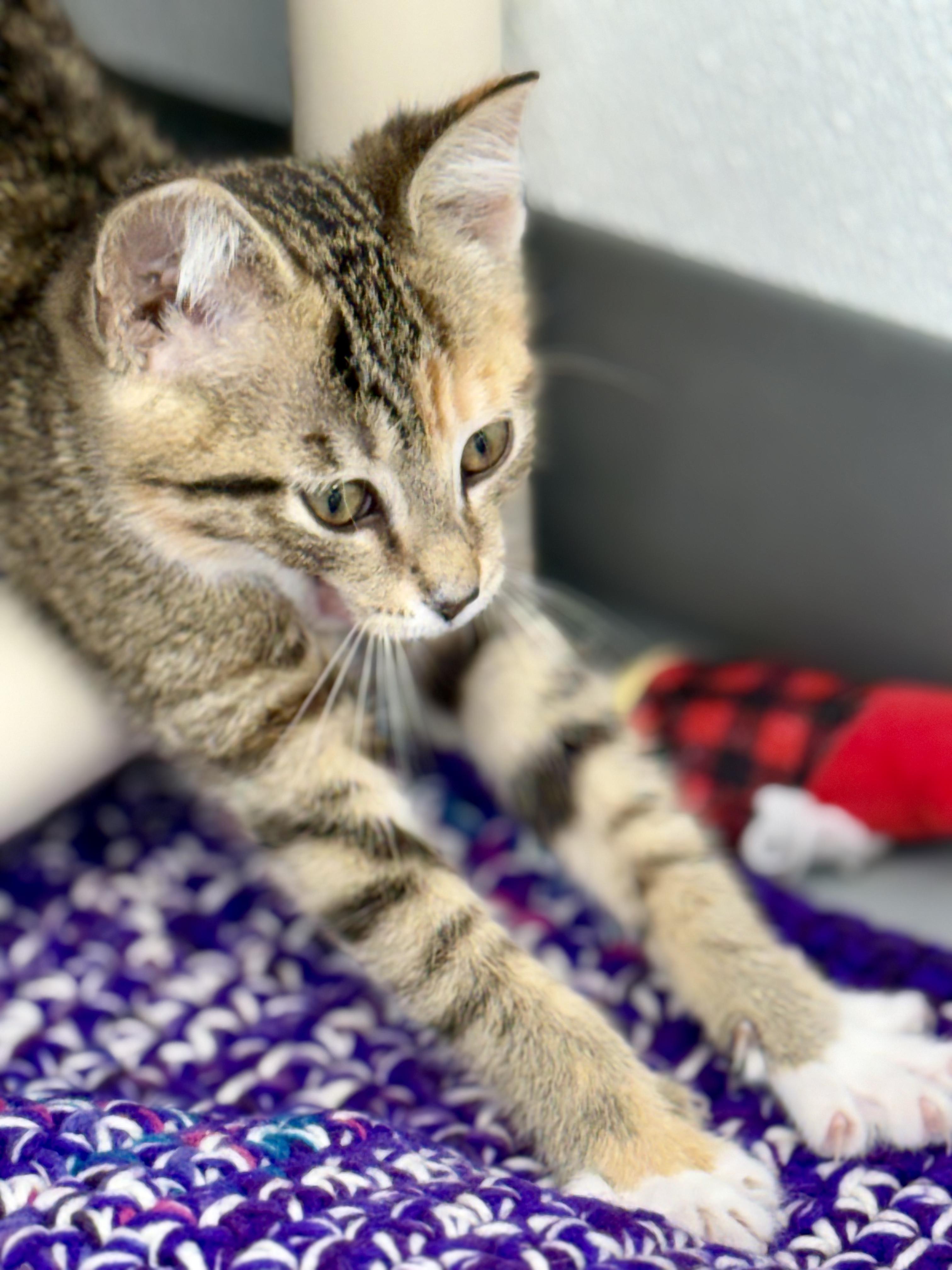 Enlarge Agnes, a ADOPTABLE Domestic Short Hair in Kalamazoo, MI image 5/6