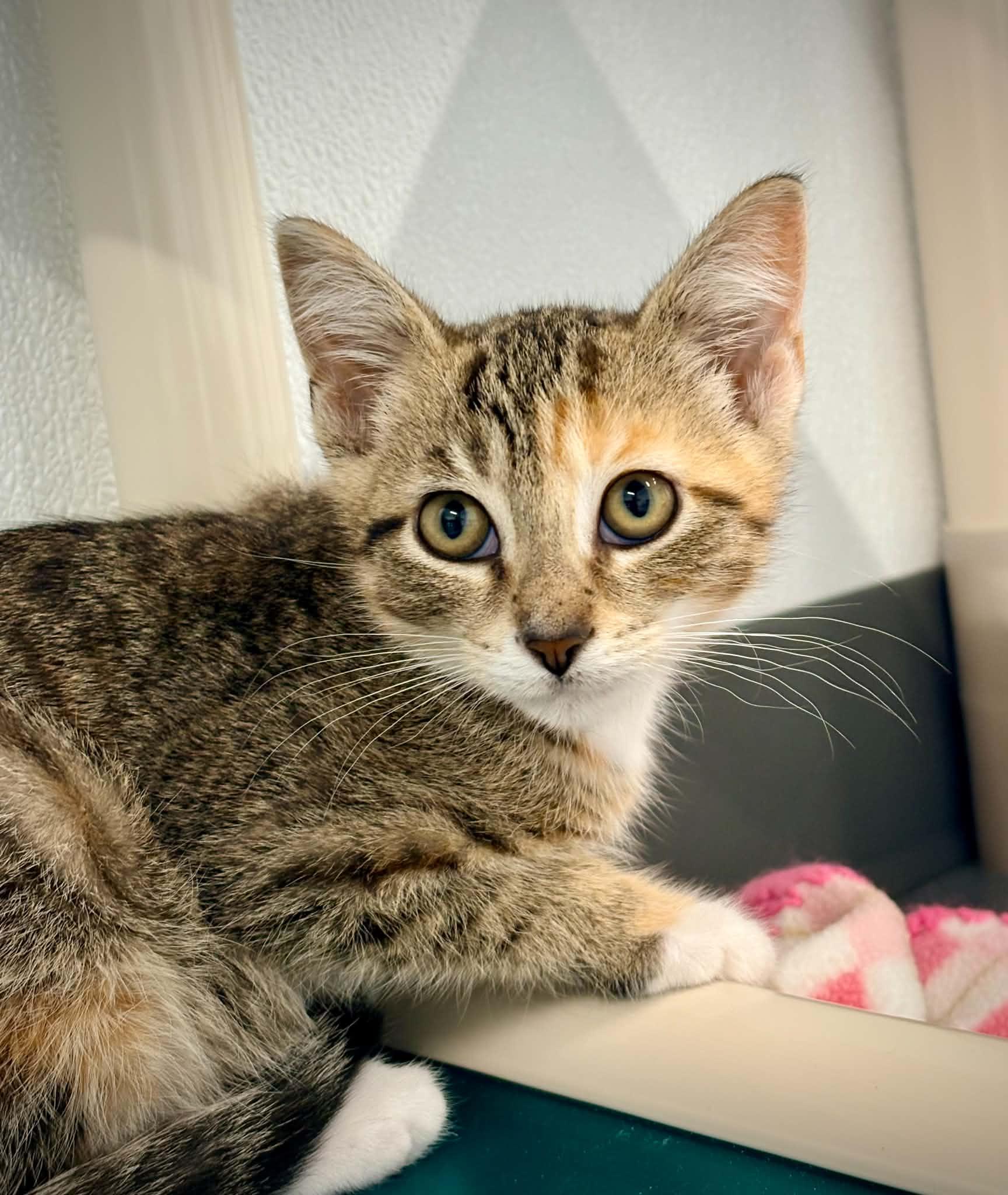 Enlarge Agnes, a ADOPTABLE Domestic Short Hair in Kalamazoo, MI image 1/6