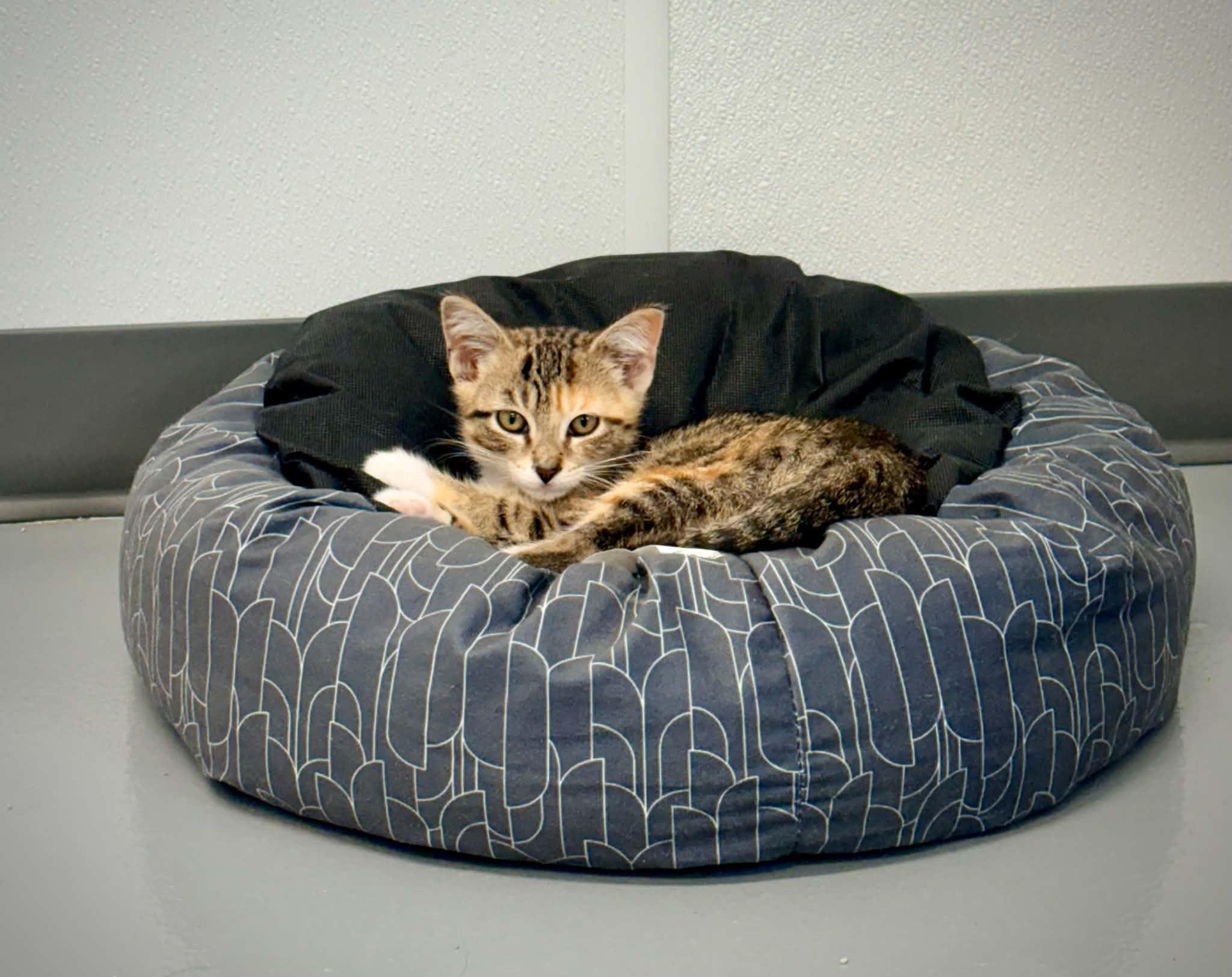 Enlarge Agnes, a ADOPTABLE Domestic Short Hair in Kalamazoo, MI image 3/6