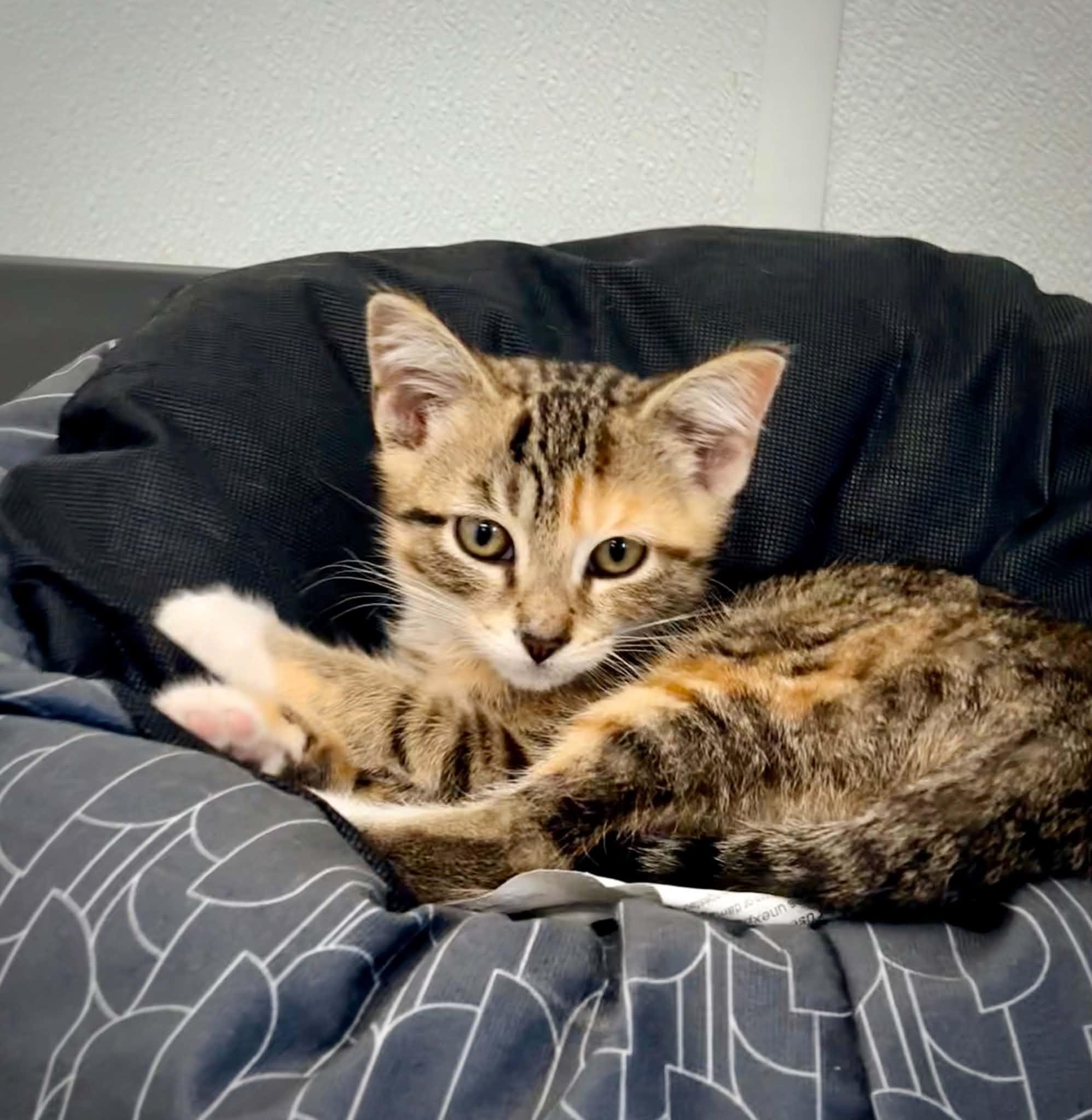 Enlarge Agnes, a ADOPTABLE Domestic Short Hair in Kalamazoo, MI image 6/6