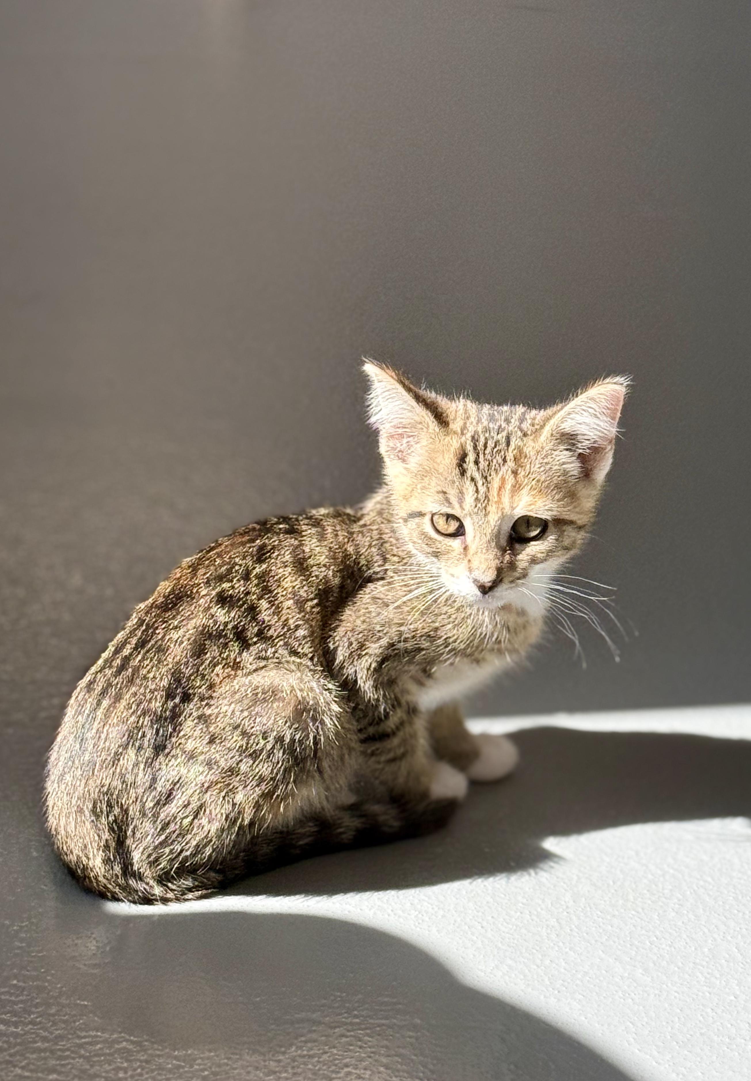 Enlarge Agnes, a ADOPTABLE Domestic Short Hair in Kalamazoo, MI image 4/6