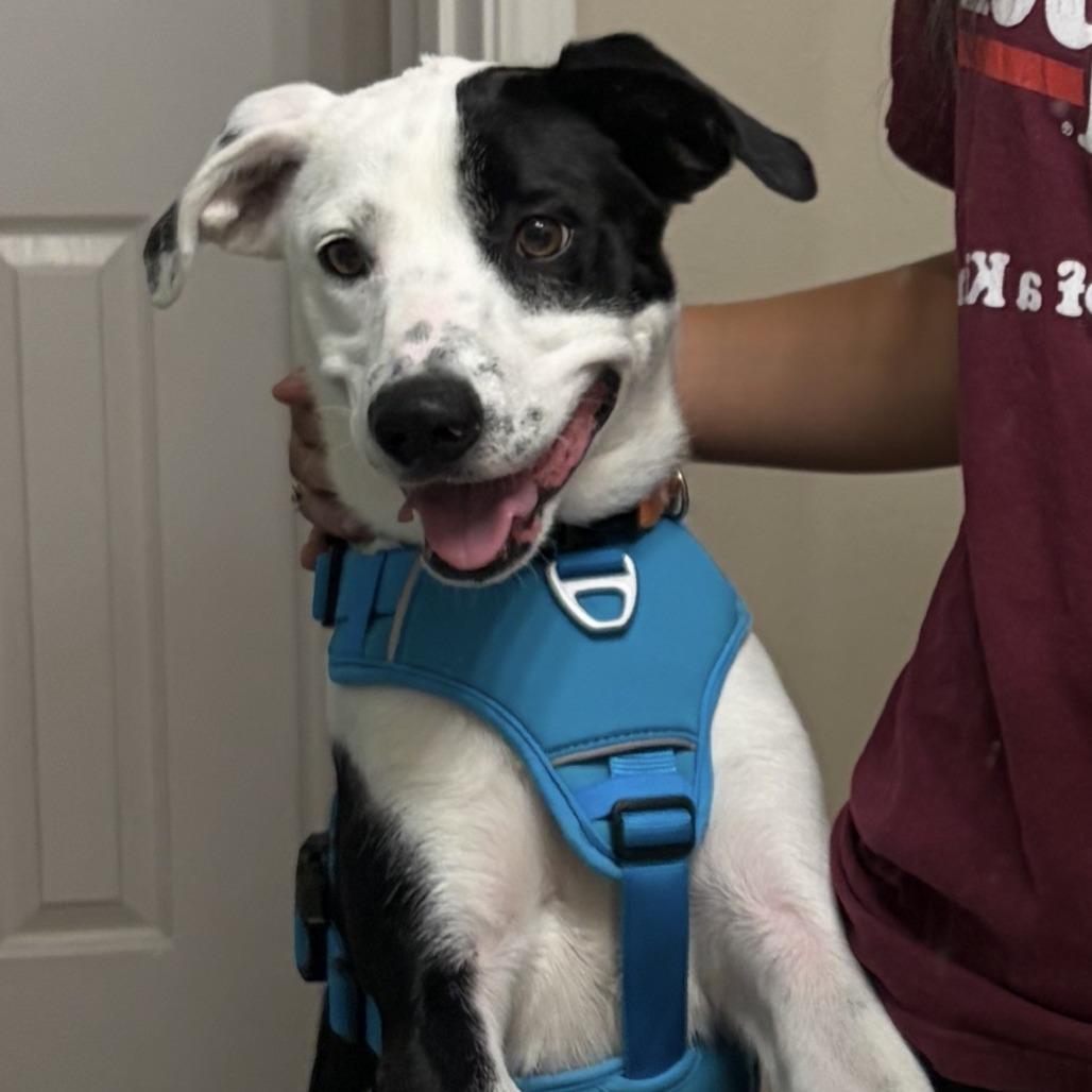 Rosie Girl, Adoptable, Young Female Pit Bull Terrier & Labrador Retriever.