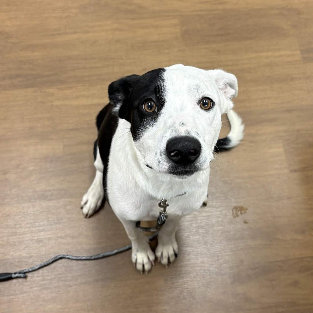 Enlarge Rosie Girl, a Adoptable mixed breed in Beaumont, TX image 2/4