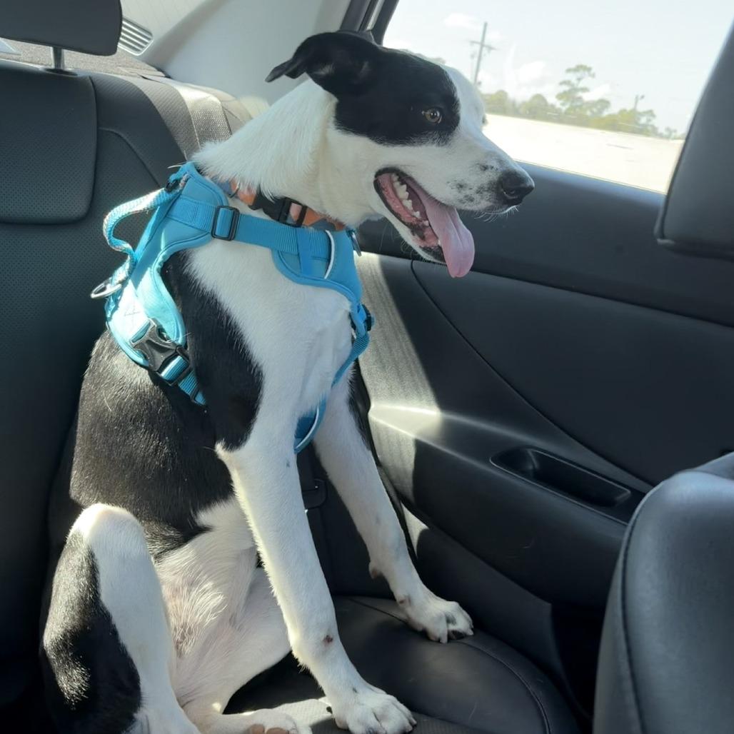 Enlarge Rosie Girl, a Adoptable mixed breed in Beaumont, TX image 3/4