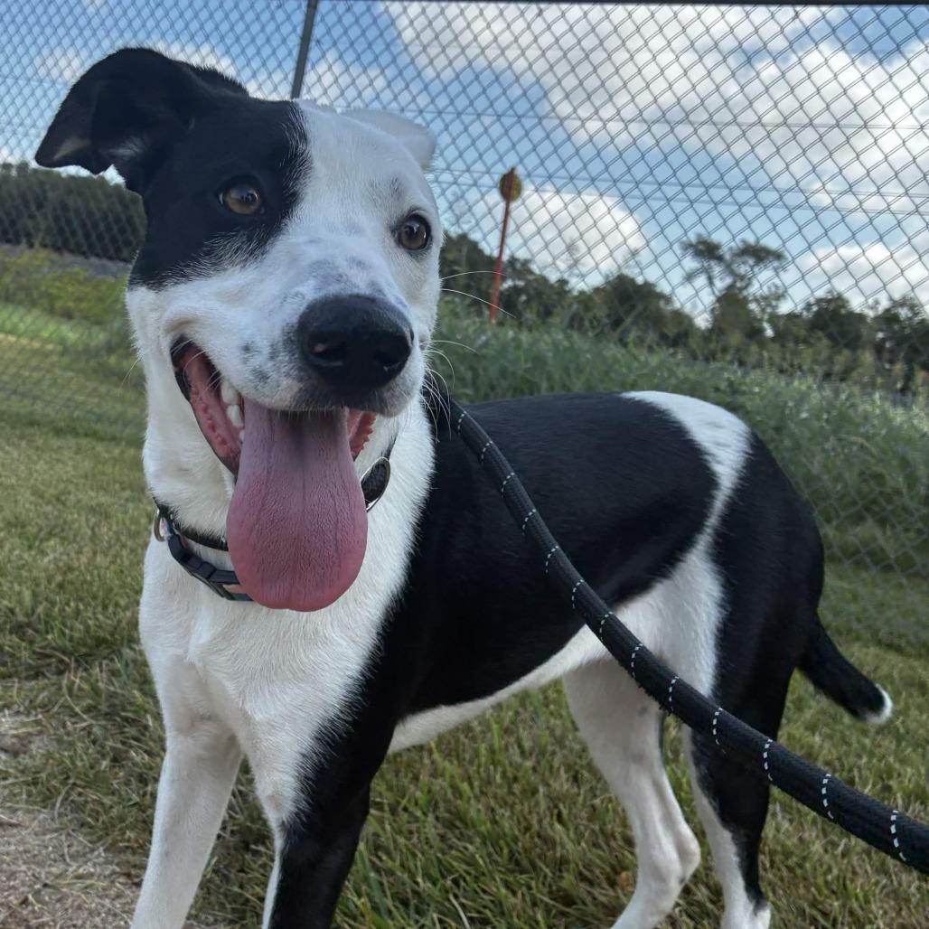 Enlarge Rosie Girl, a Adoptable mixed breed in Beaumont, TX image 4/4