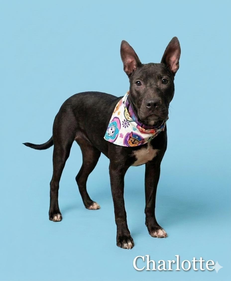 Charolette, ADOPTABLE, Young Female Mixed Breed.
