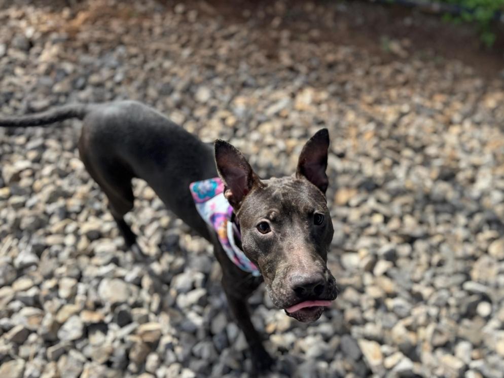Enlarge Charolette, a ADOPTABLE Mixed Breed in PHILADELPHIA, TN image 2/3