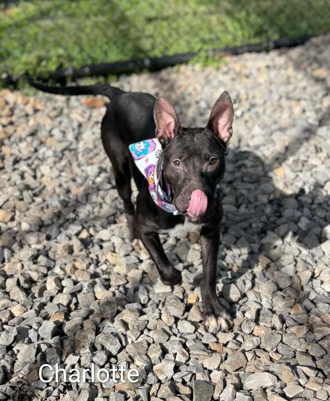Enlarge Charolette, a ADOPTABLE Mixed Breed in PHILADELPHIA, TN image 1/3