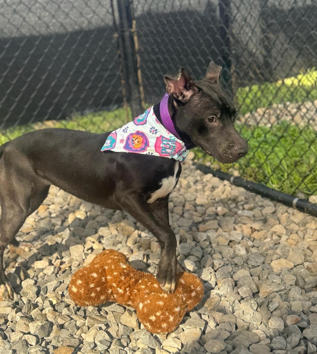 Enlarge Charolette, a ADOPTABLE Mixed Breed in PHILADELPHIA, TN image 3/3