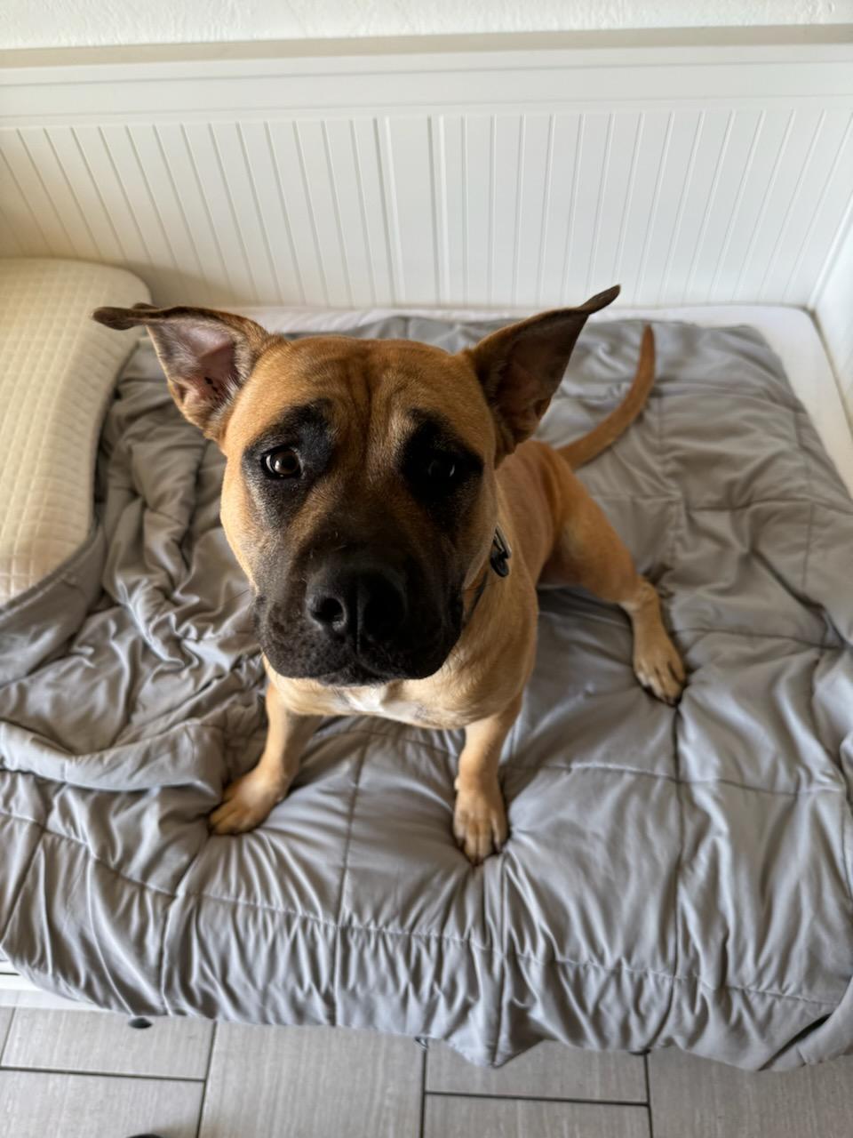 Wasabi, Adoptable, Young Female Shar-Pei & Black Mouth Cur.