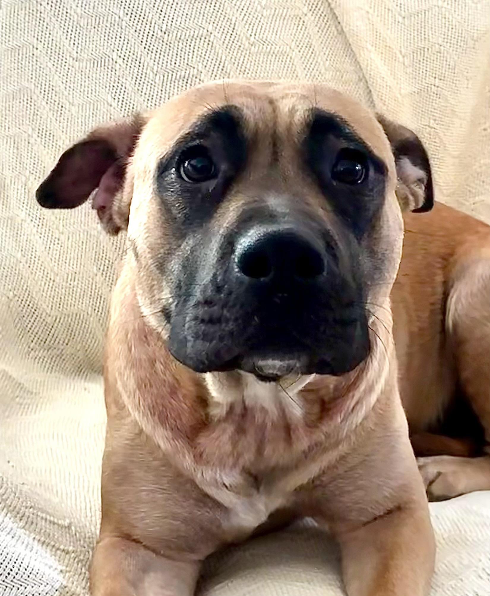 Wasabi, a Adoptable mixed breed in Phoenix, AZ image 2/6