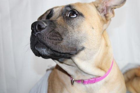 Wasabi, a Adoptable mixed breed in Phoenix, AZ image 3/6