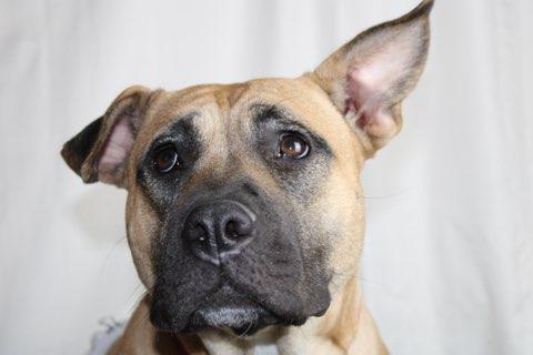 Wasabi, a Adoptable mixed breed in Phoenix, AZ image 4/6