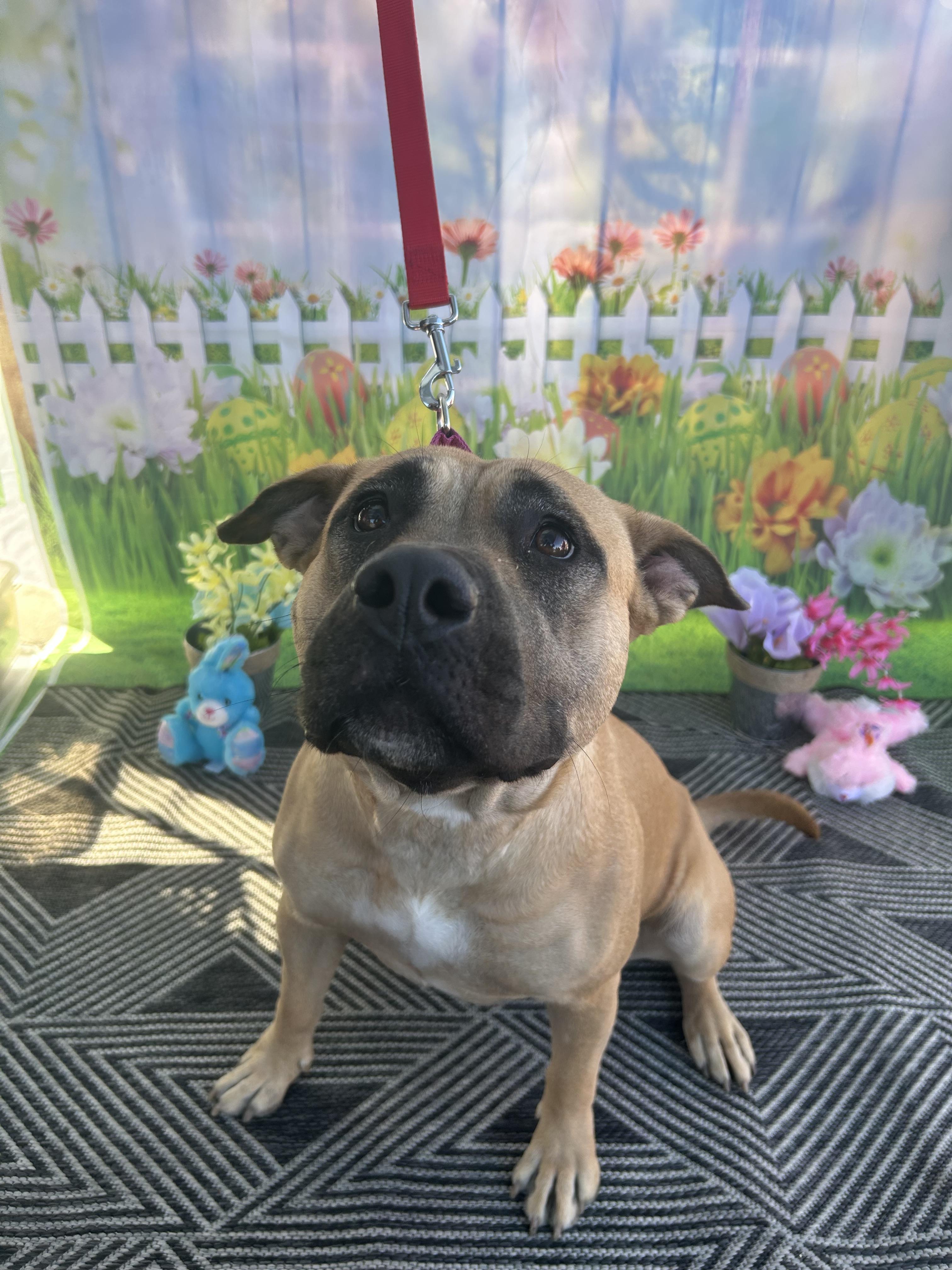 Wasabi, a Adoptable mixed breed in Phoenix, AZ image 6/6