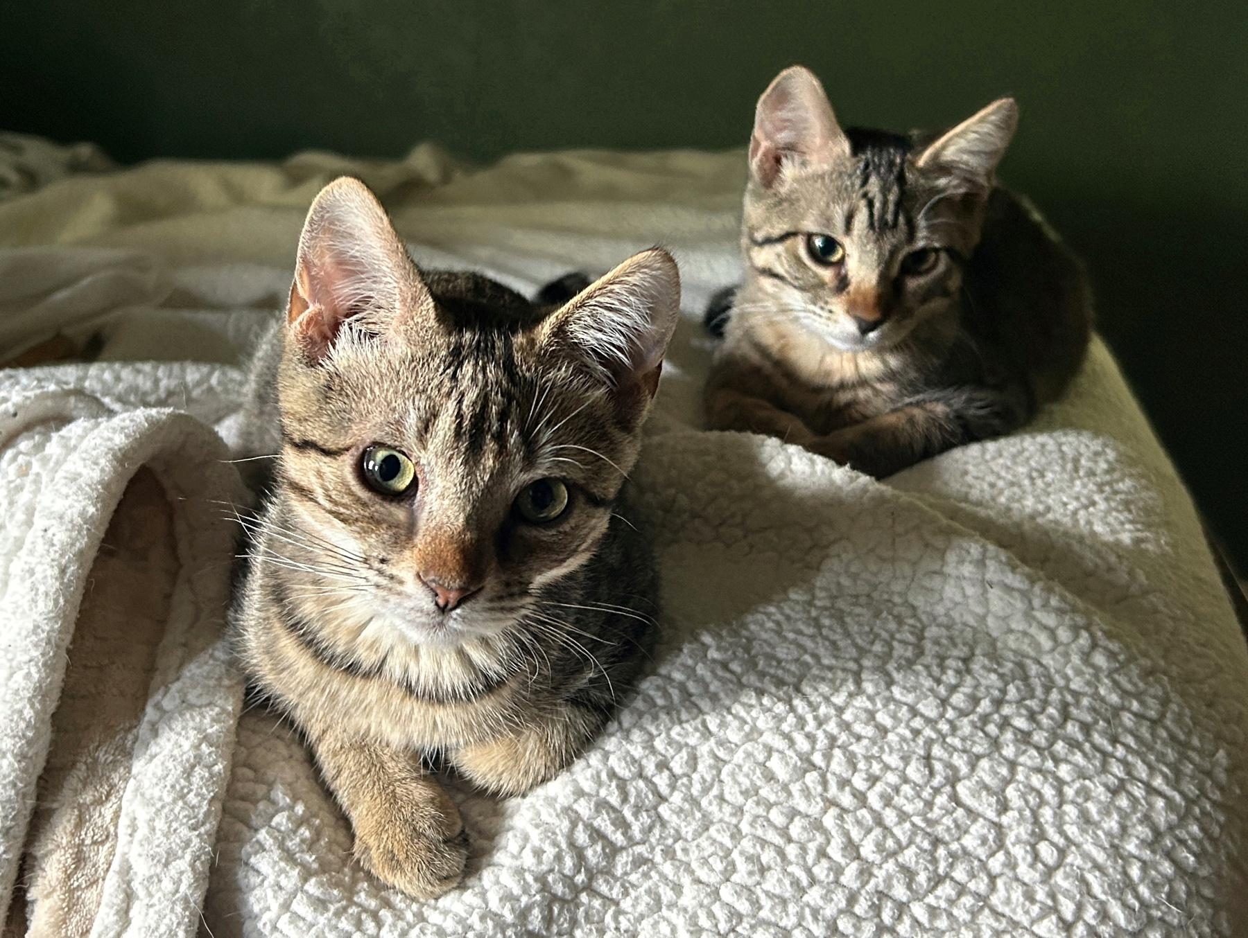 Bagel, an adoptable Tabby in Marble Falls, TX, 78654 | Photo Image 3