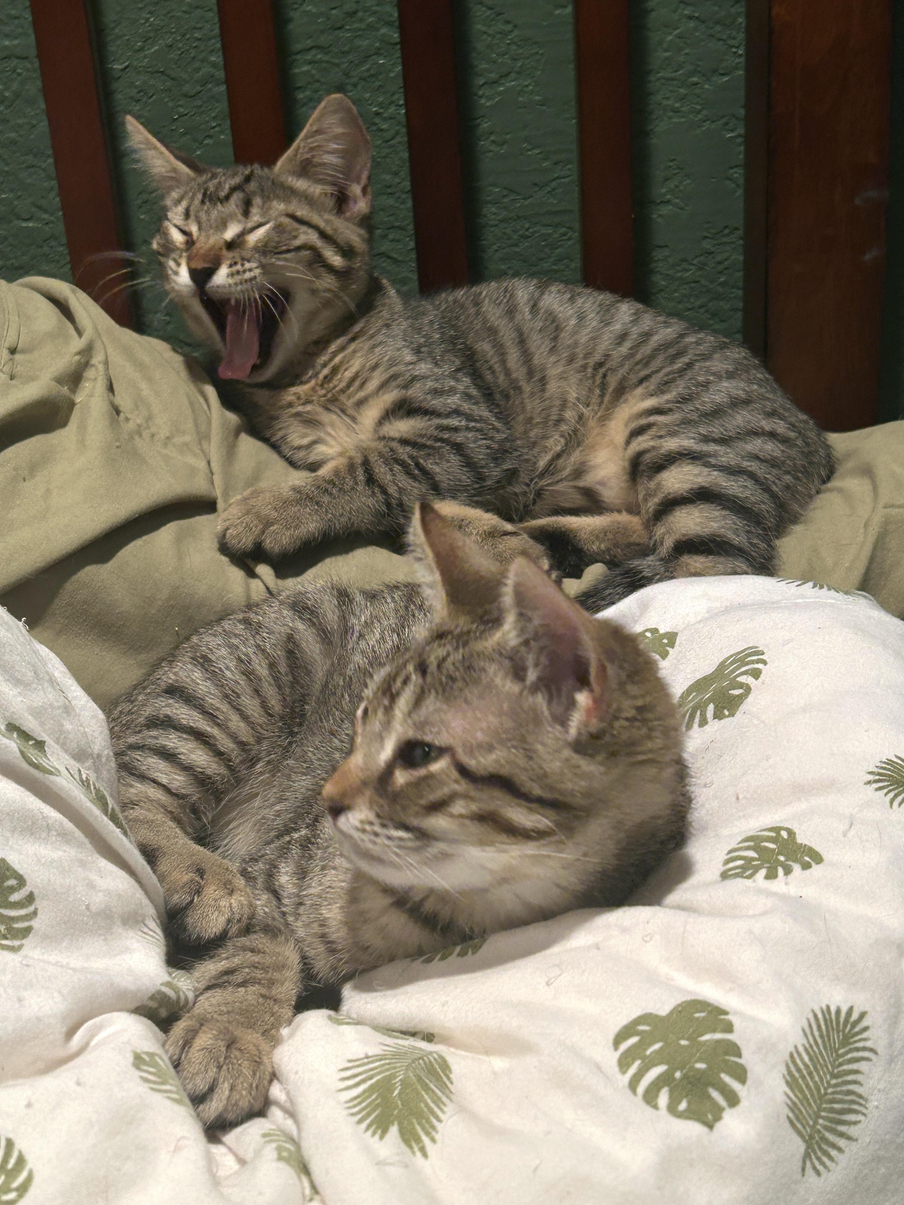Bagel, an adoptable Tabby in Marble Falls, TX, 78654 | Photo Image 5