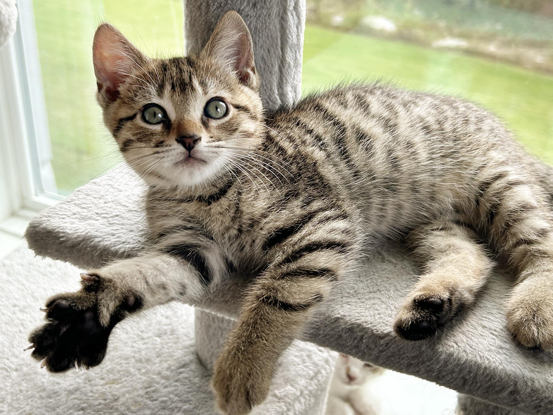 Bagel, an adoptable Tabby in Marble Falls, TX, 78654 | Photo Image 1