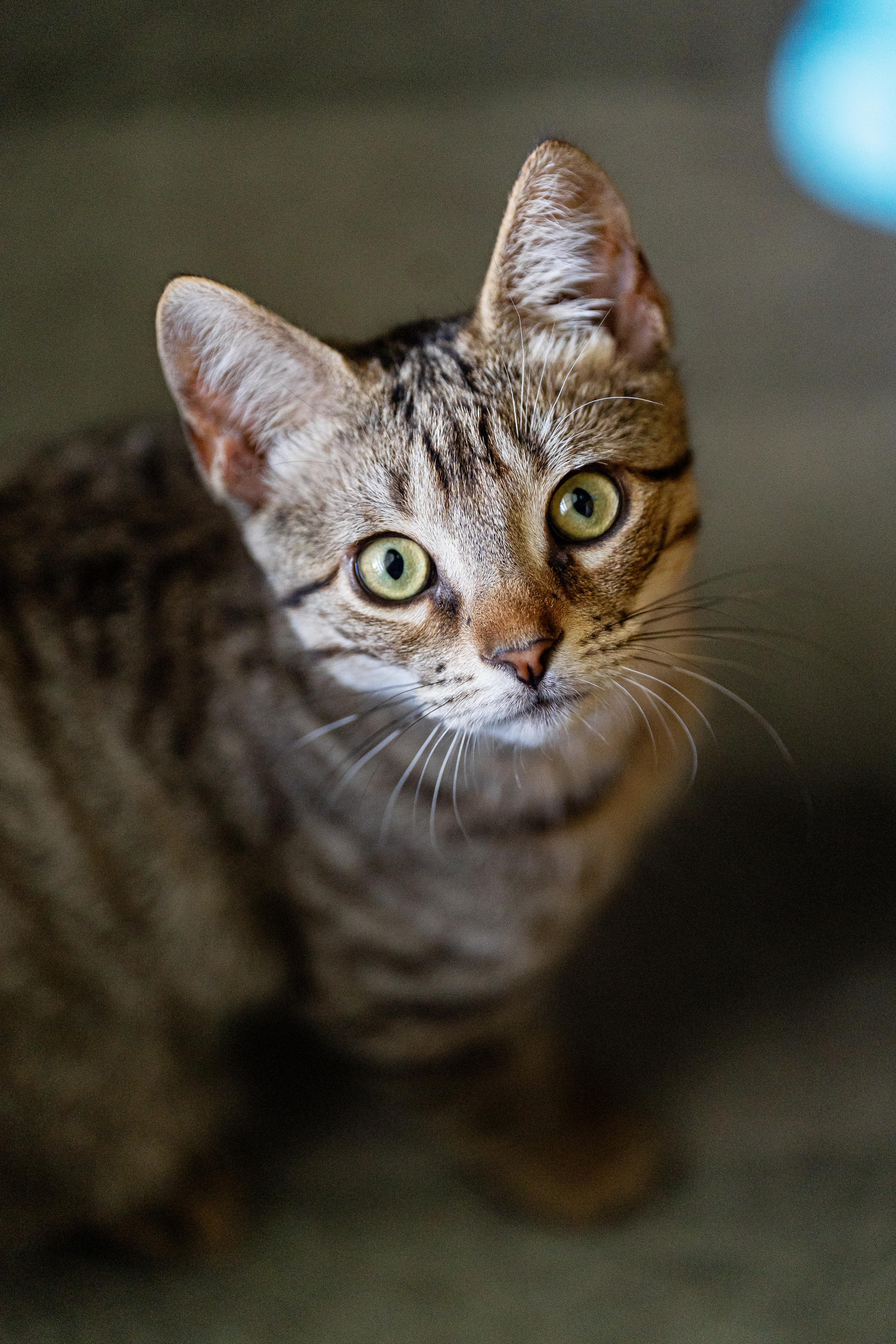 Bagel, an adoptable Tabby in Marble Falls, TX, 78654 | Photo Image 2