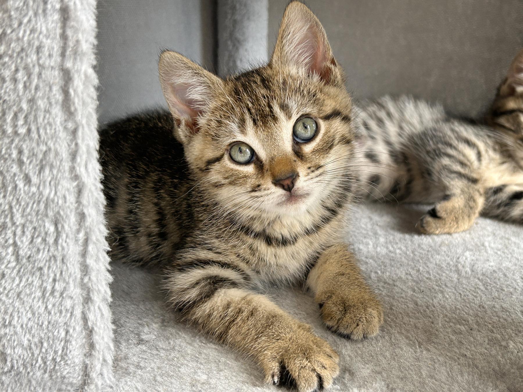 Bagel, an adoptable Tabby in Marble Falls, TX, 78654 | Photo Image 2
