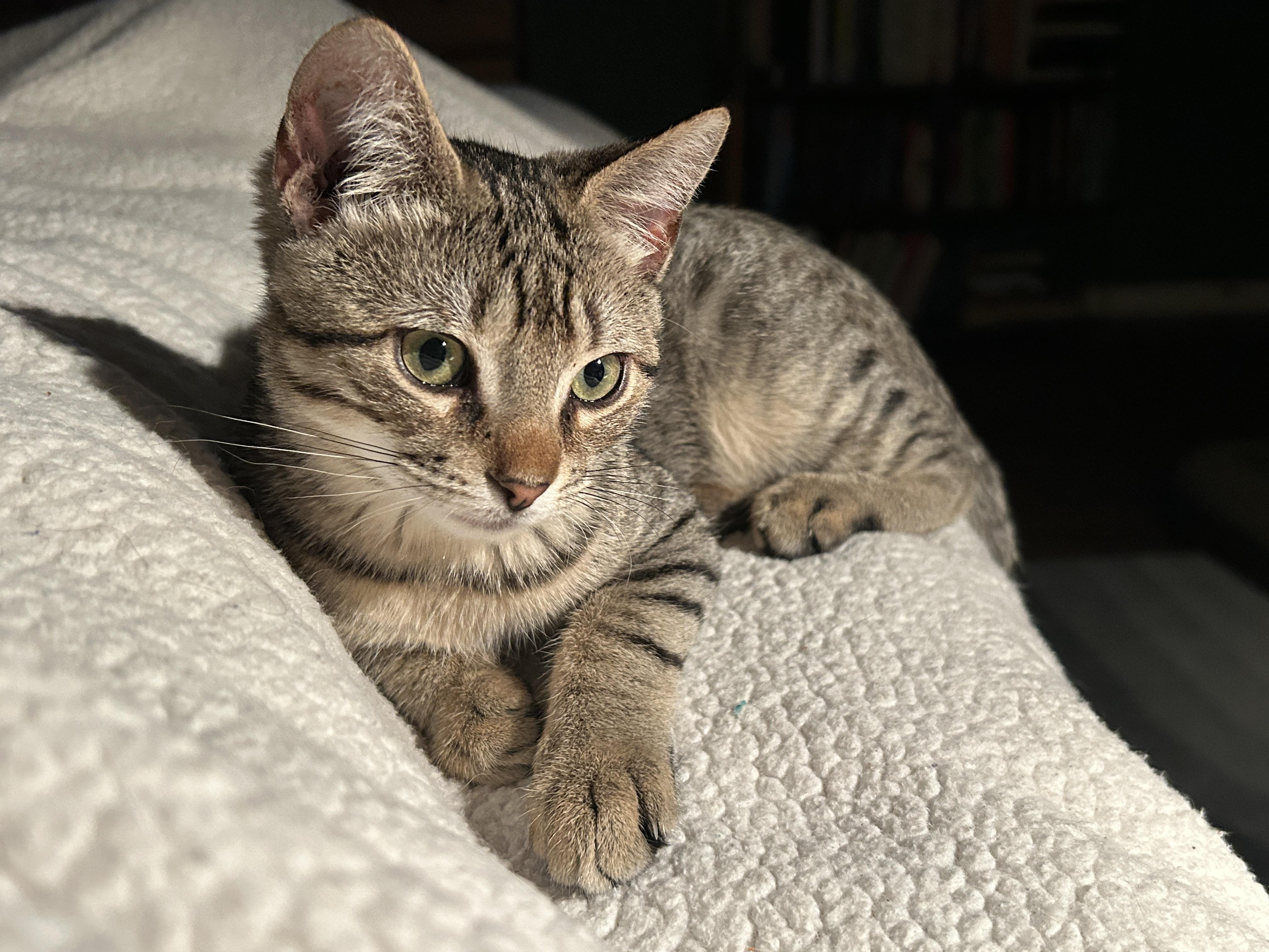 Bagel, an adoptable Tabby in Marble Falls, TX, 78654 | Photo Image 1