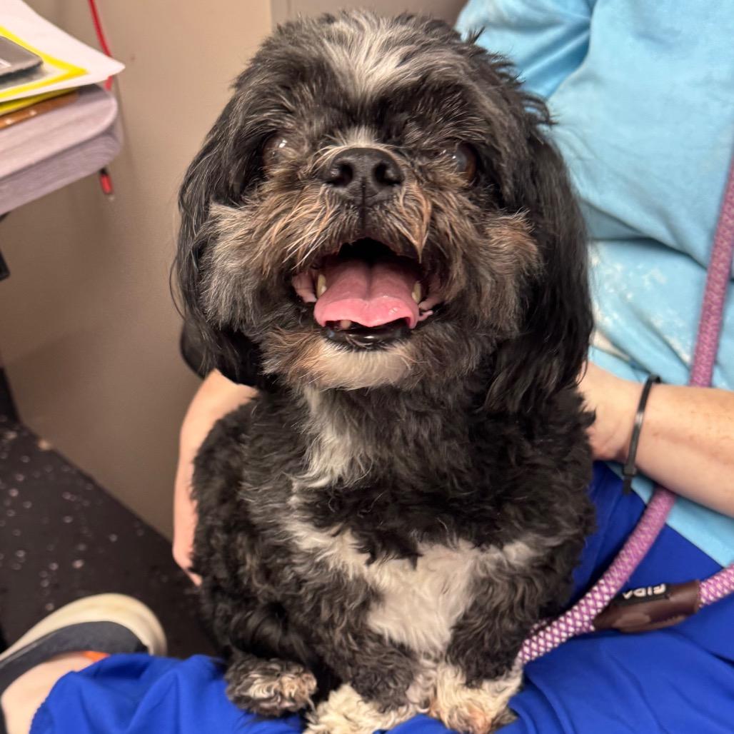 Zach, Adoptable, Senior Male Shih Tzu.