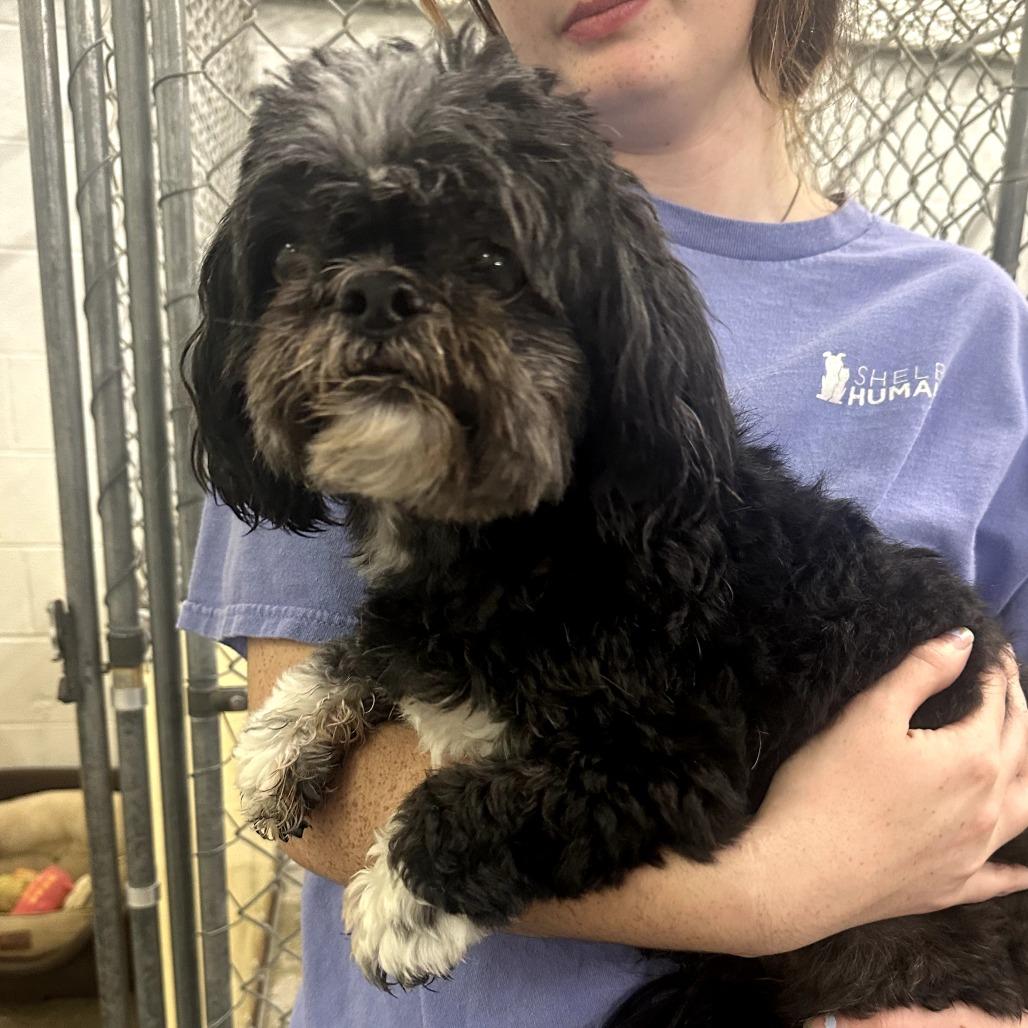 Zach, a Adoptable Shih Tzu in Bessemer, AL image 2/6