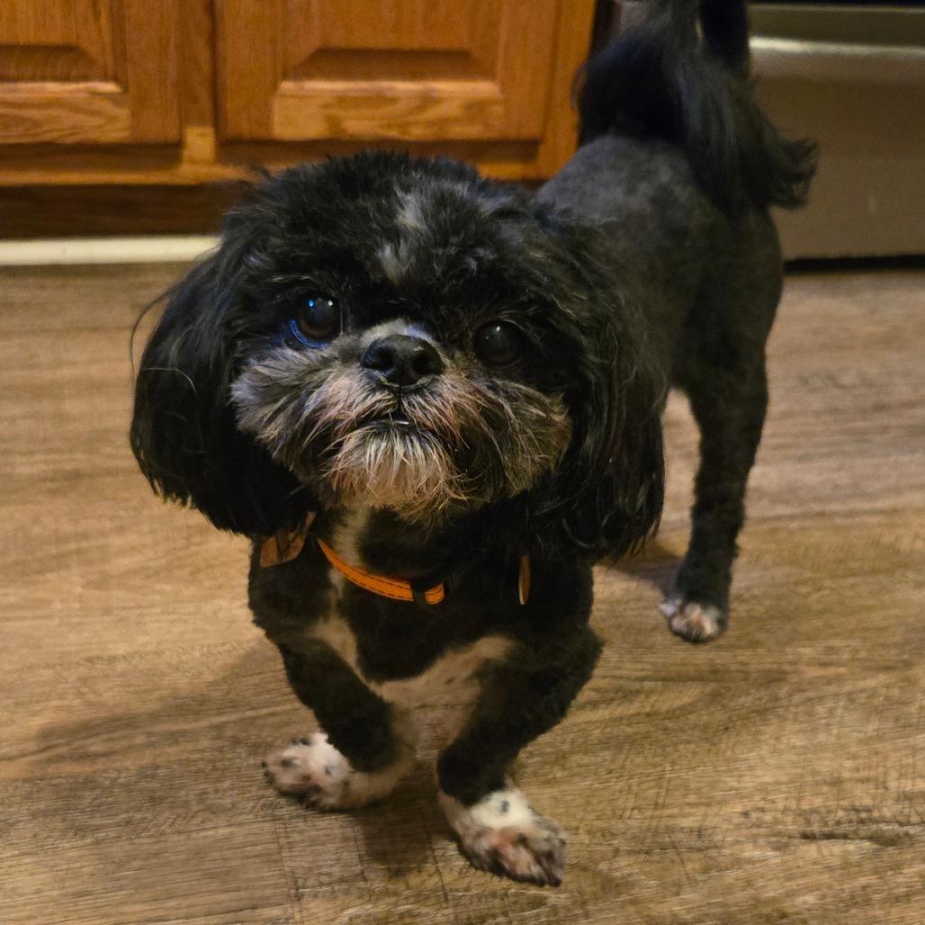 Zach, a Adoptable Shih Tzu in Bessemer, AL image 3/6